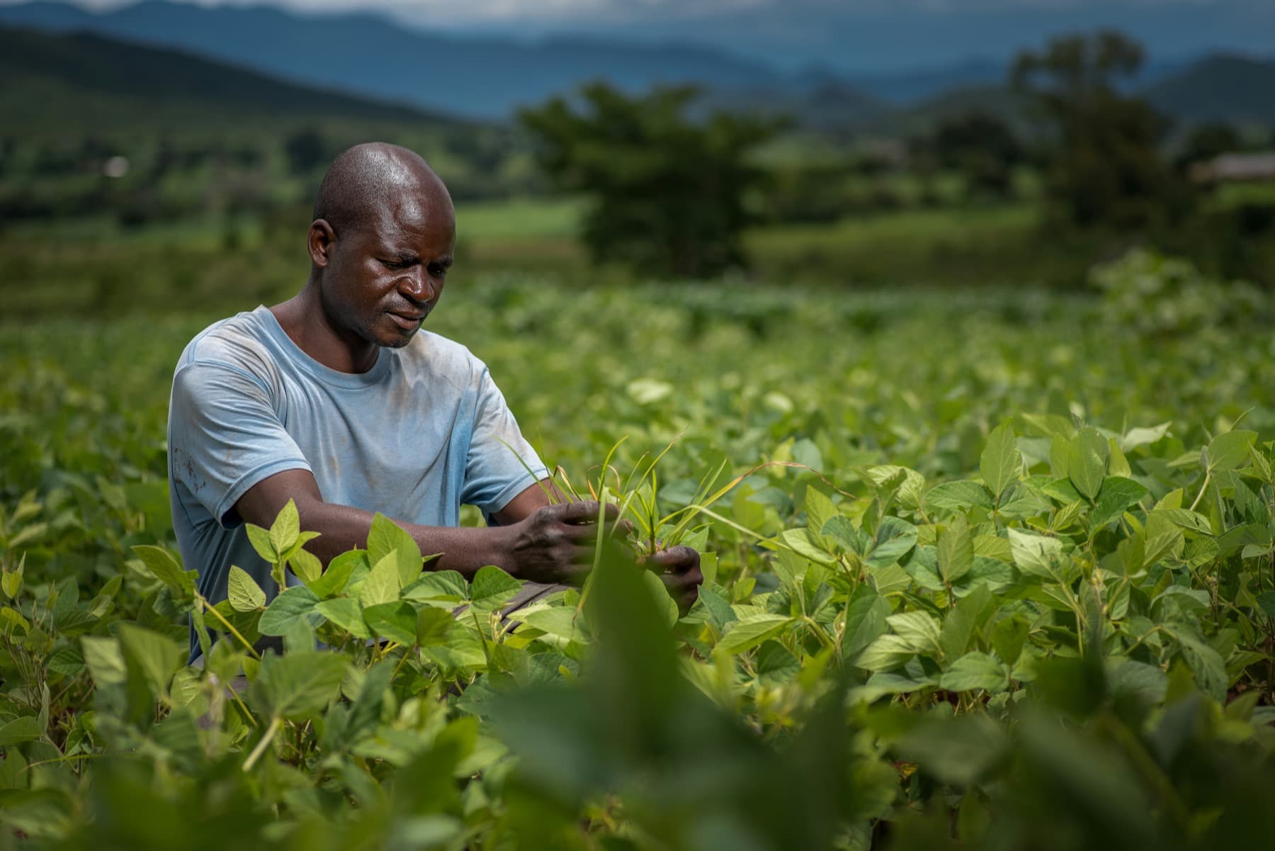 An agronomist inspecting a soya crop in a green valley