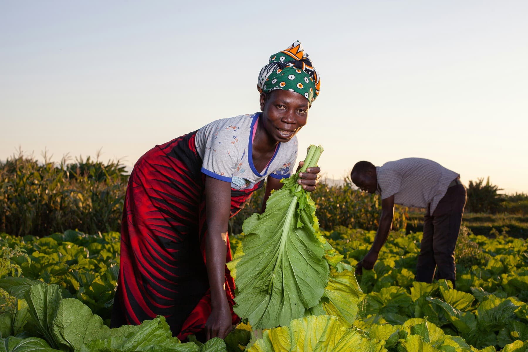 A grower holding a freshly cut leafy green in her field at dusk, a colleague working behind her