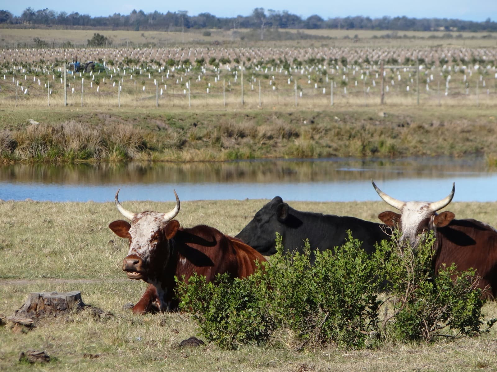 Cattle resting on grass beside a dam