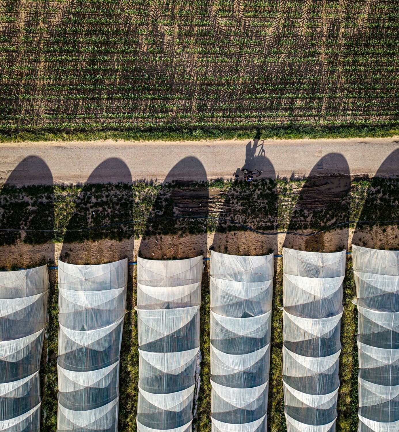 Overhead view of tunnel rows casting long arched shadows across a track beside a maize field