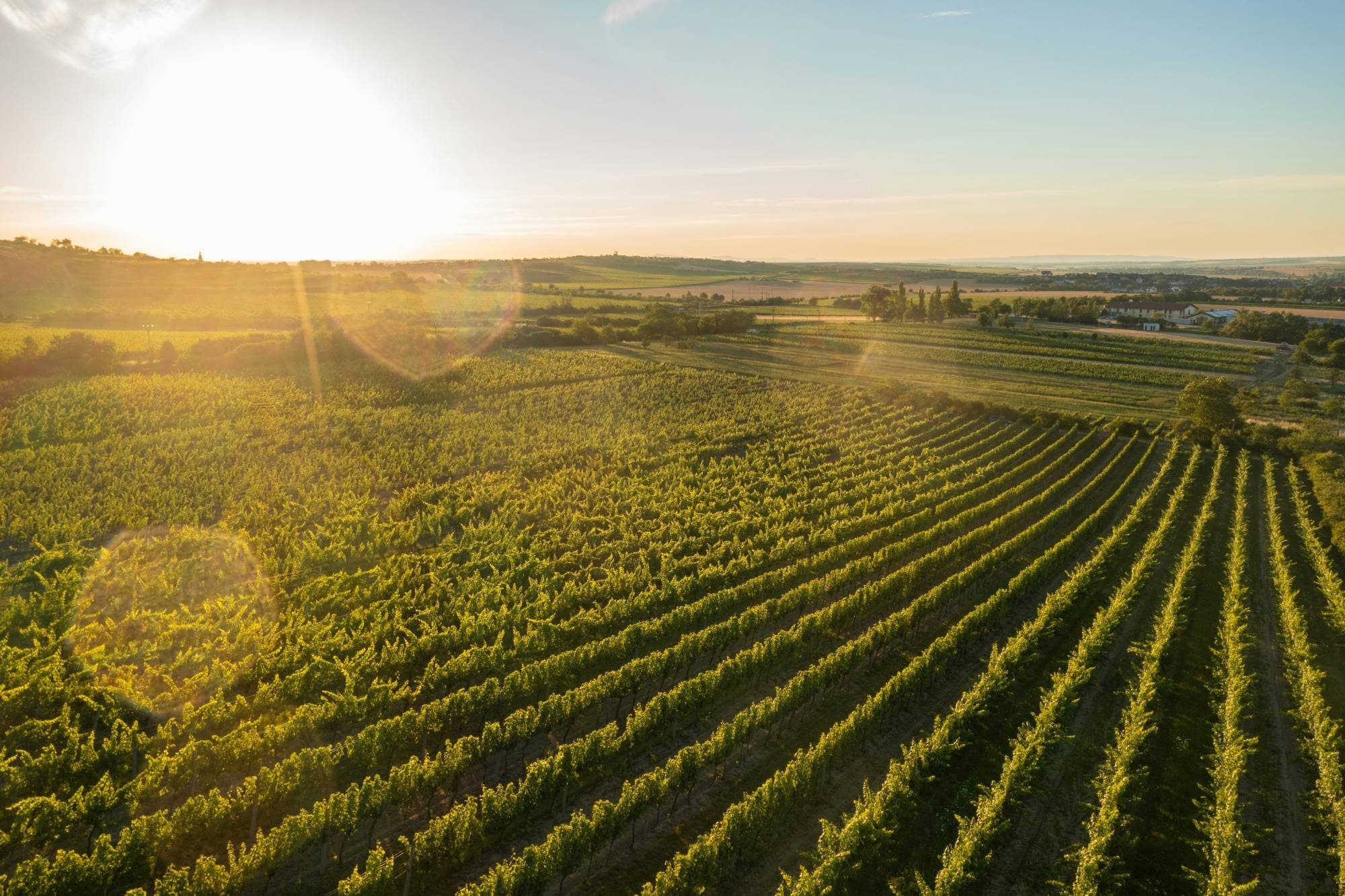 Vineyard rows at sunset, seen from the air