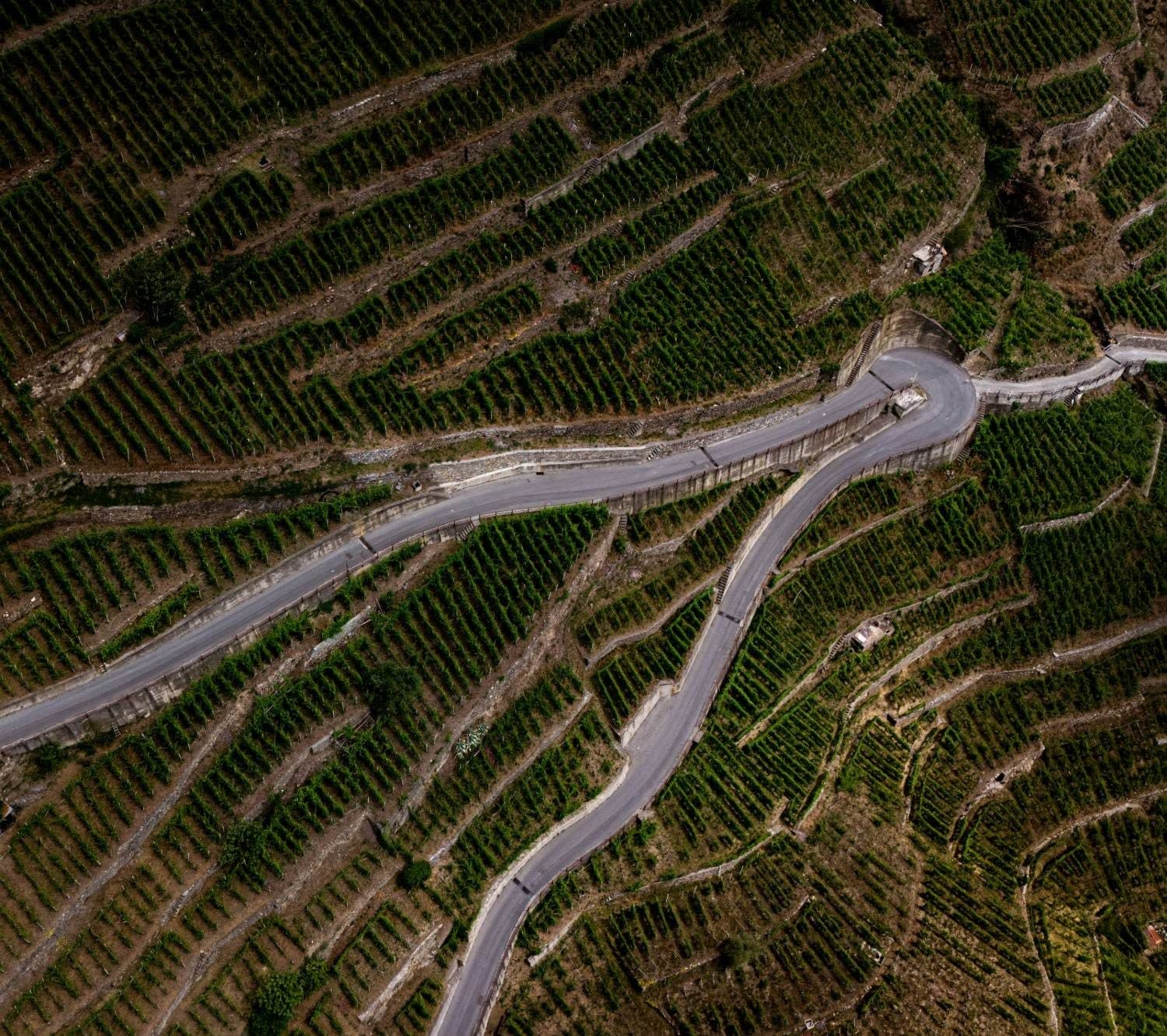 Aerial view of terraced vineyard blocks on a hillside