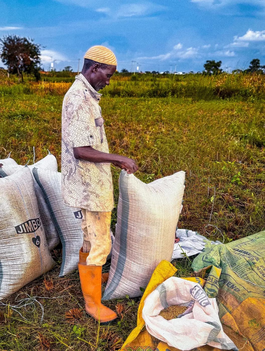 A farmer in Kaduna, Nigeria, packing harvested produce into sacks