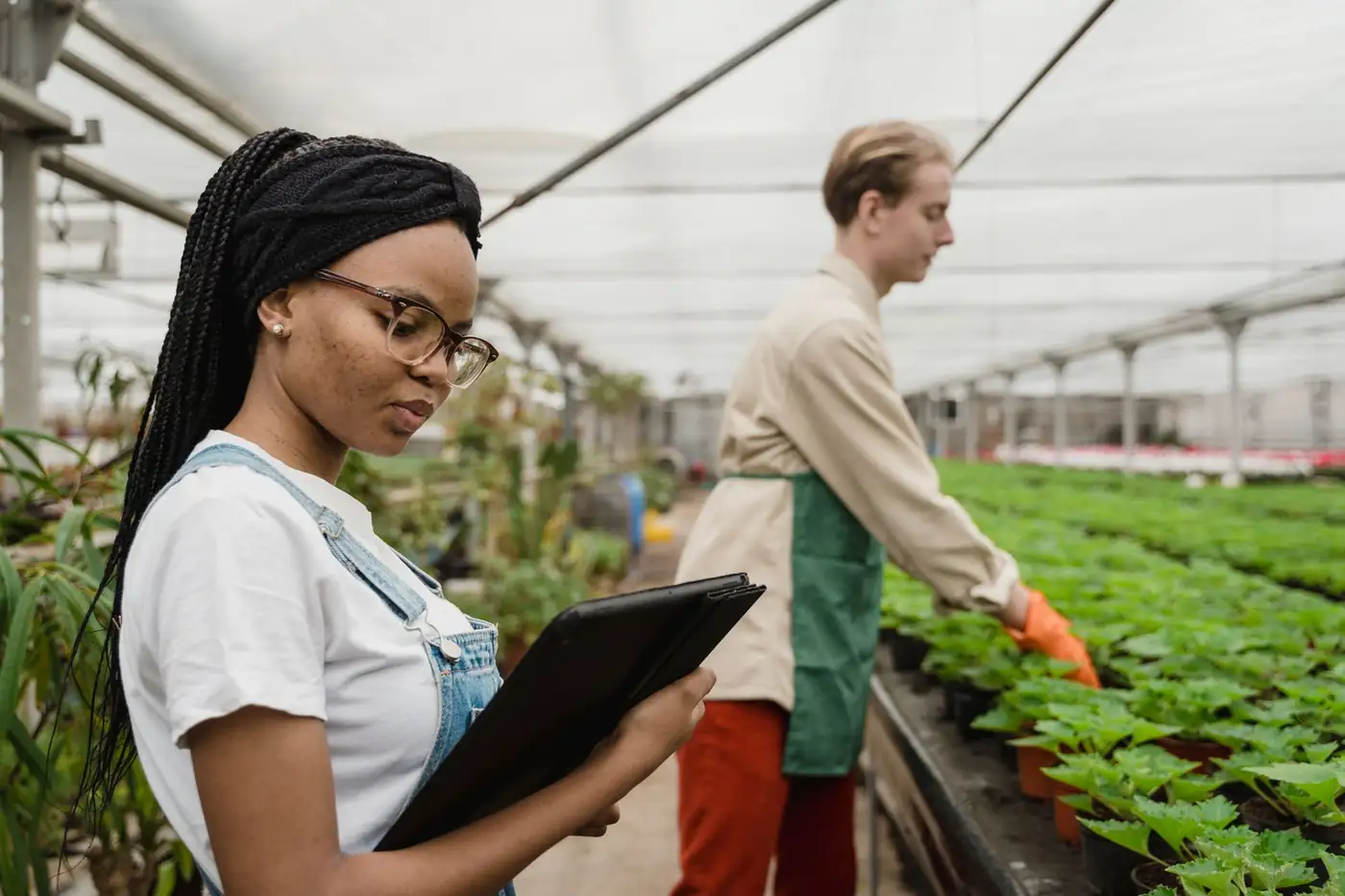 A researcher recording plant observations on a tablet in a greenhouse