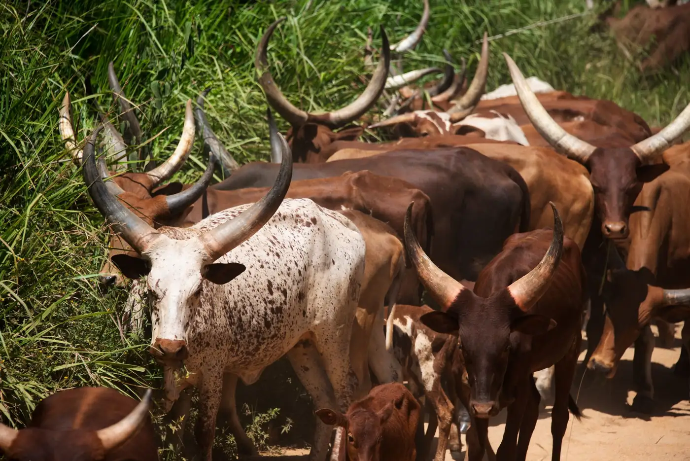 A herd of cattle