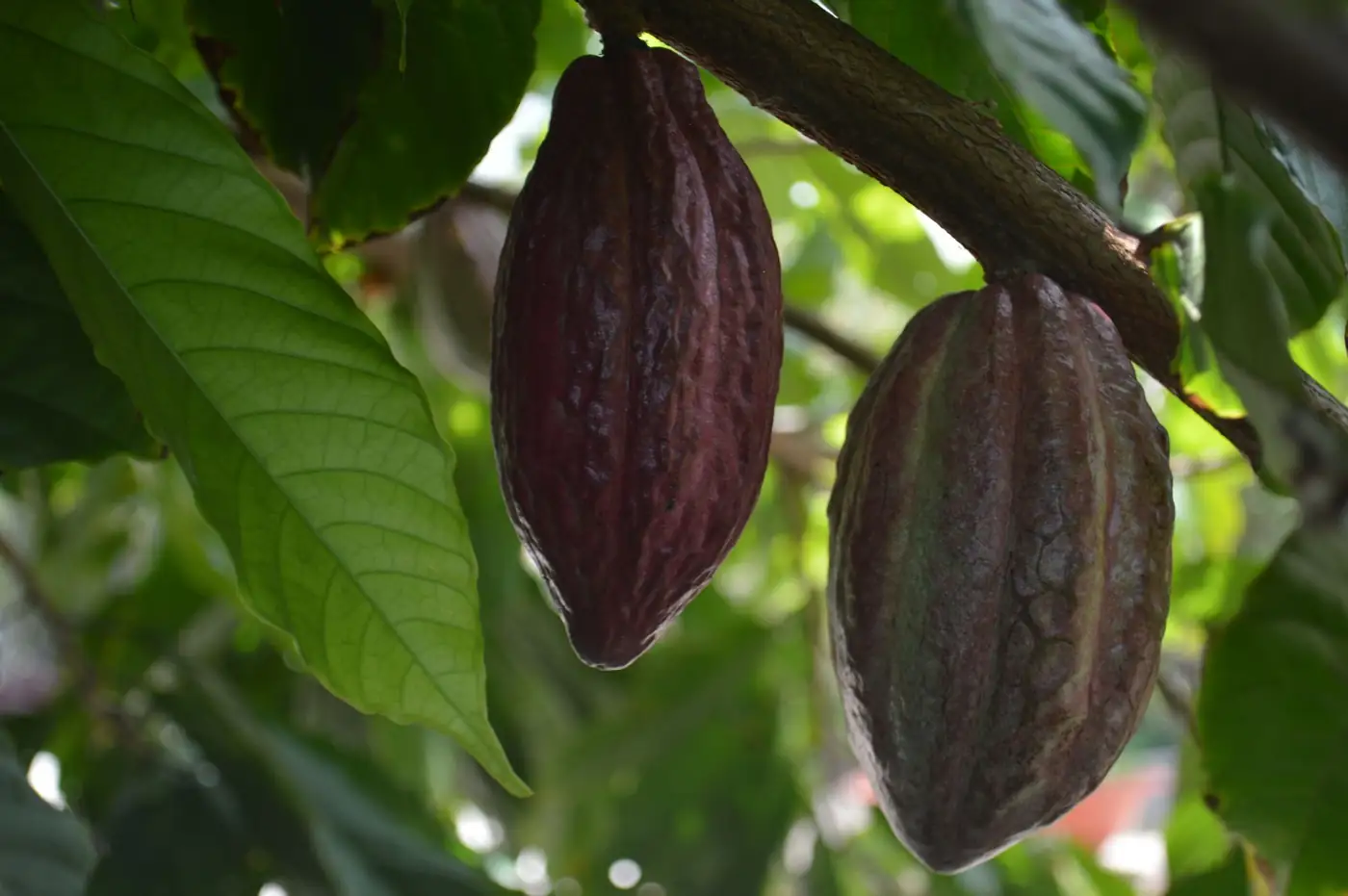 Ripe cocoa pods on the tree