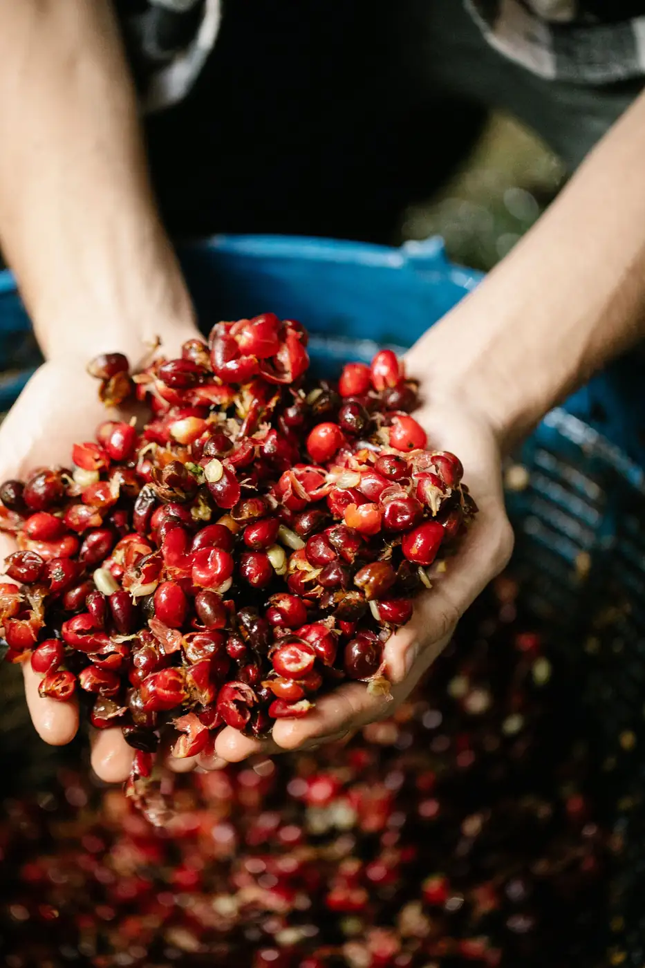 Hands holding picked coffee cherries