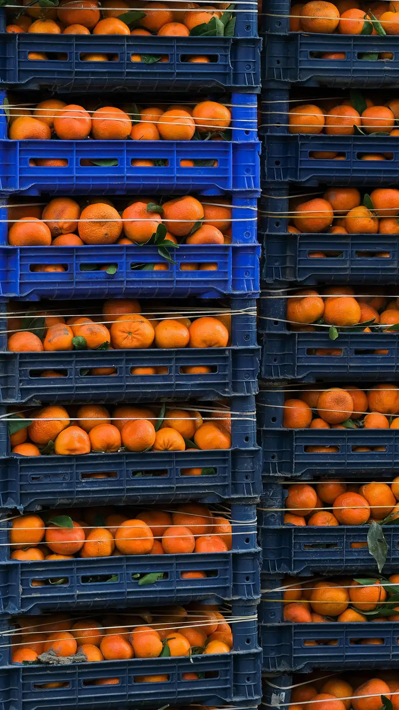 Oranges packed in crates for market