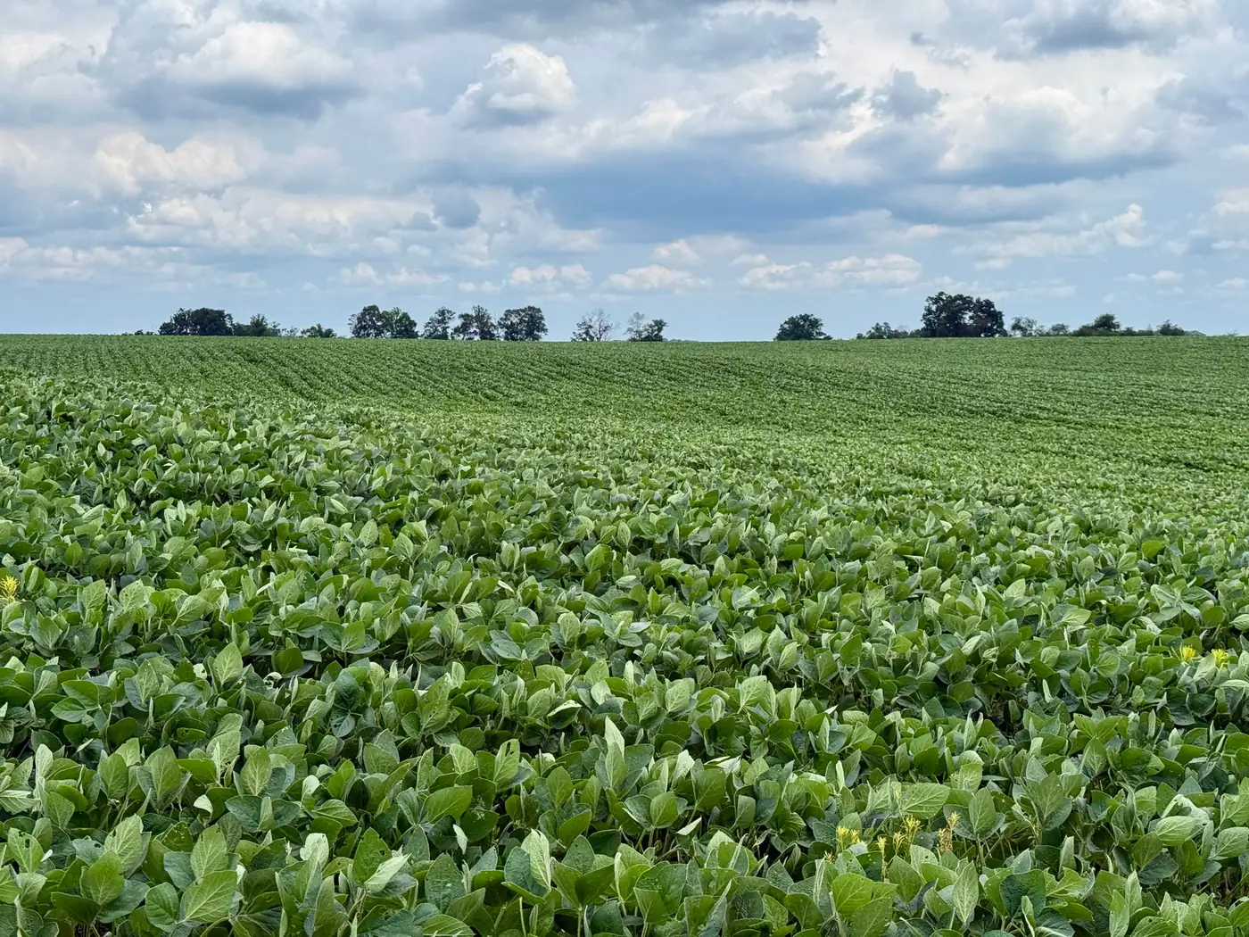 A soybean field in full leaf