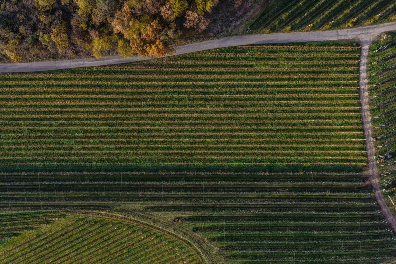 Vineyard blocks seen straight down from a drone, with a farm road along the edge