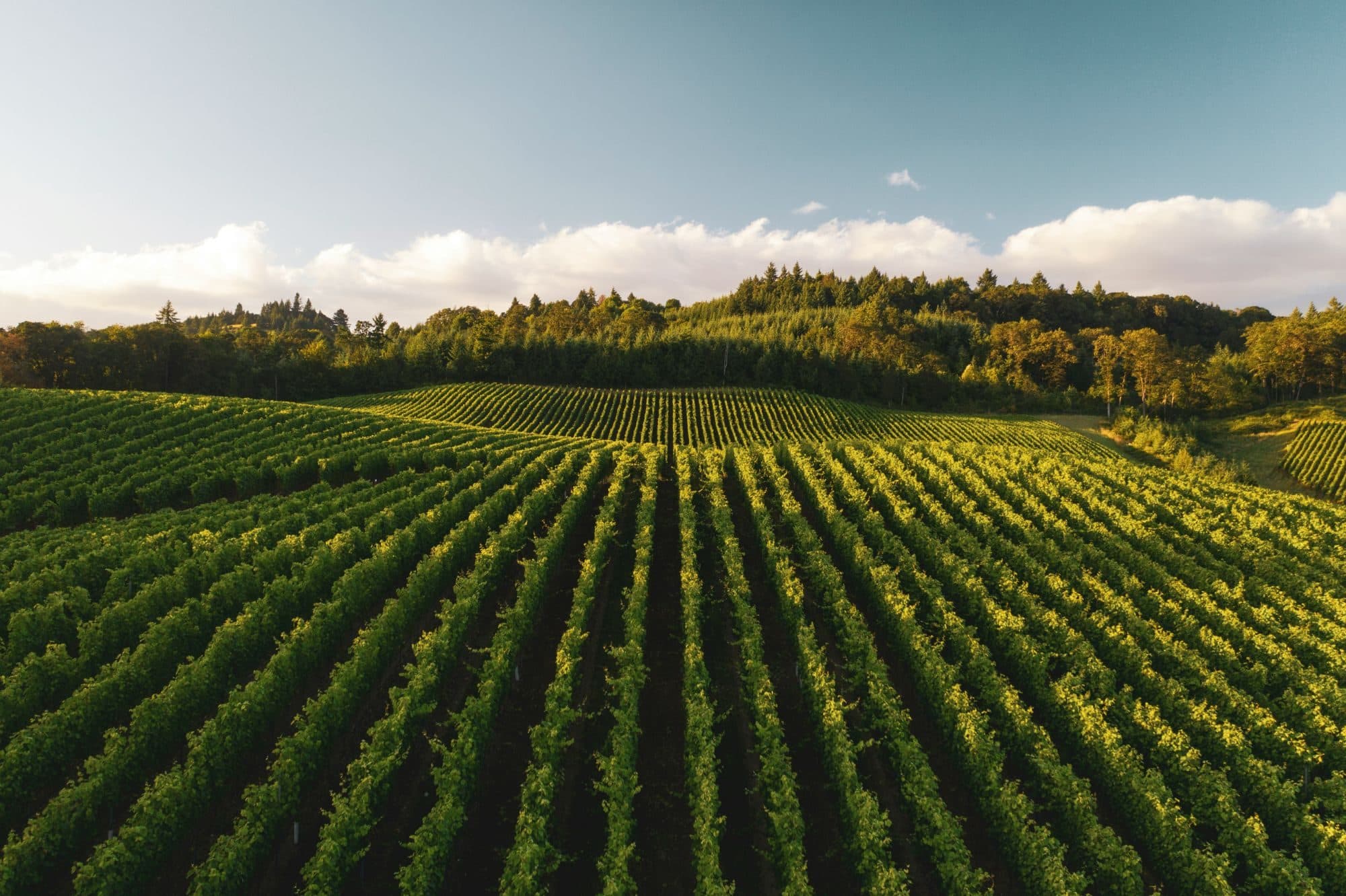 Long rows of vines over a rolling hill in evening light