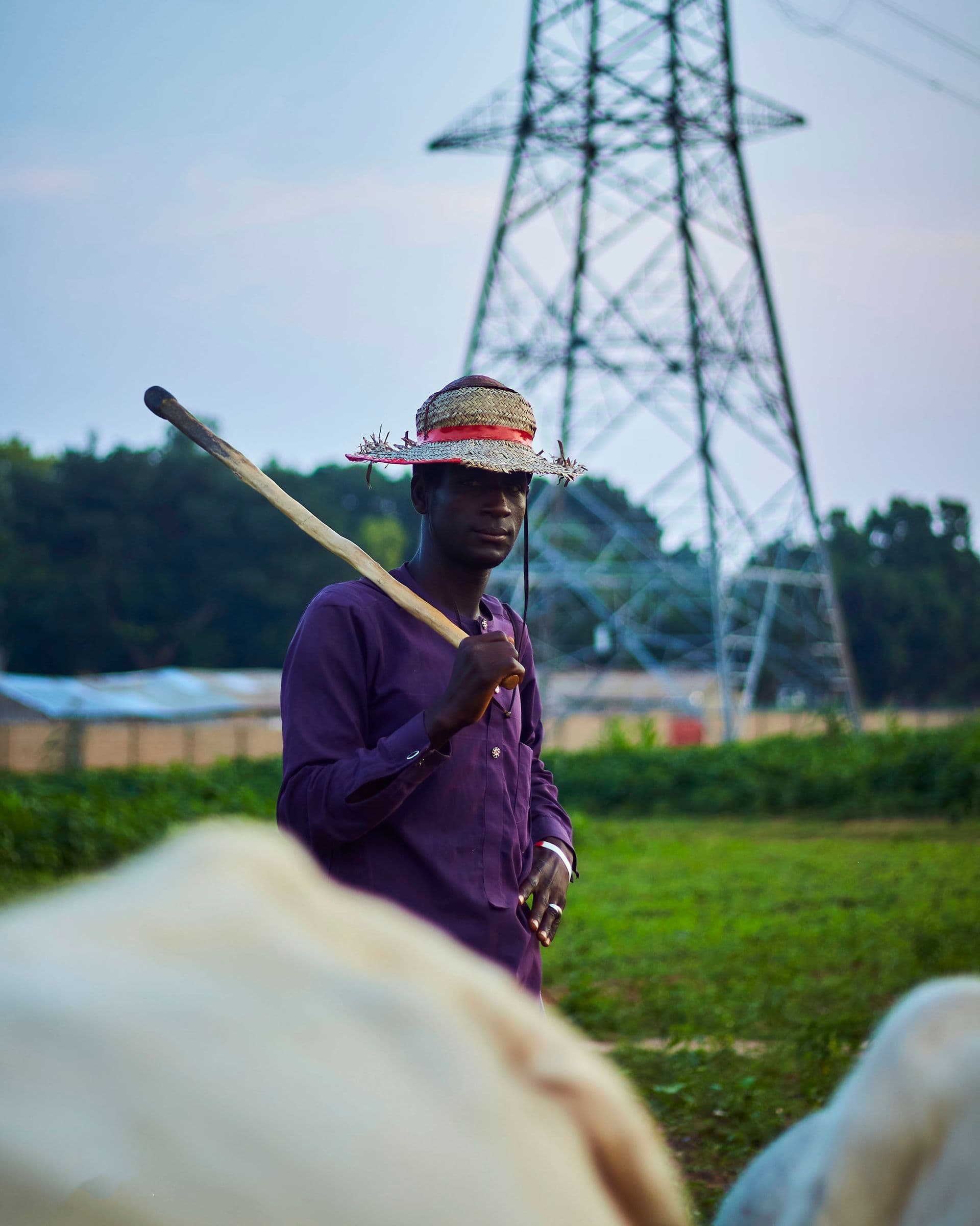 Farmer tending cattle outdoors