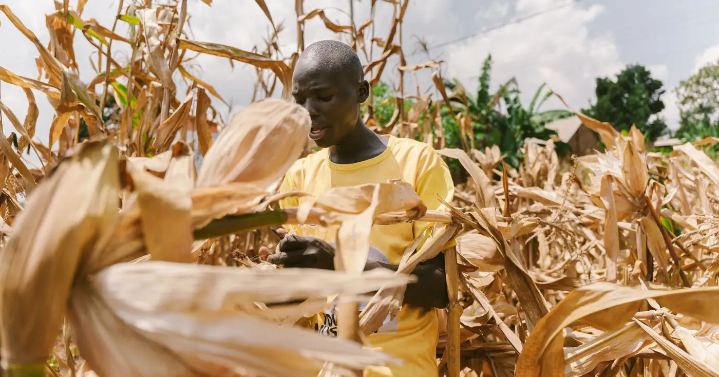 A farmer checking maize plants in a field in Uganda
